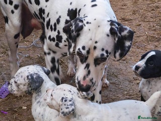 Mixed Breed dogs Boxmatian - Advert 1