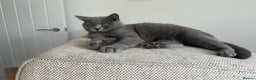British Shorthair cats for sale:  🧶🐈‍⬛💫ADORABLE BSH KITTIES  💫🐈‍⬛🧶 - Advert 2