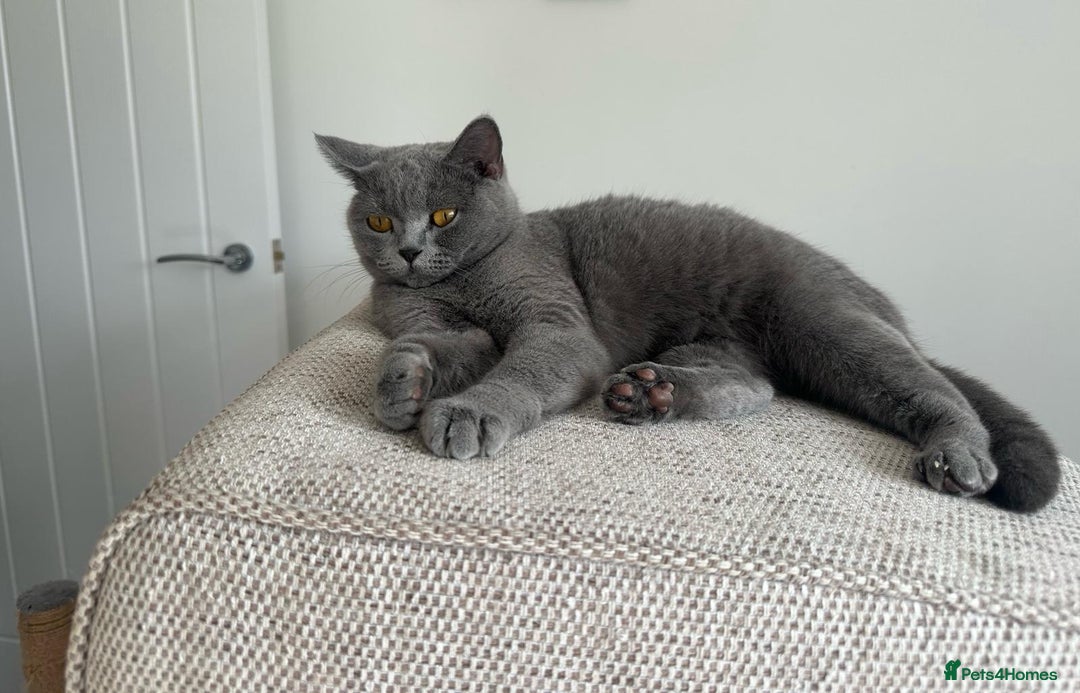 British Shorthair cats for sale:  🧶🐈‍⬛💫ADORABLE BSH KITTIES  💫🐈‍⬛🧶 - Advert 2