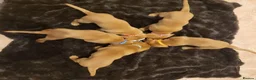 Labrador Retriever dogs for sale: KC Labrador Puppies 🧬 Sire Clear all 7 DNA Tests - Advert 11