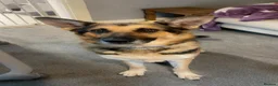 Mixed Breed dogs for sale: Rottweiler/Germanshepard pups  in Halifax - Advert 6