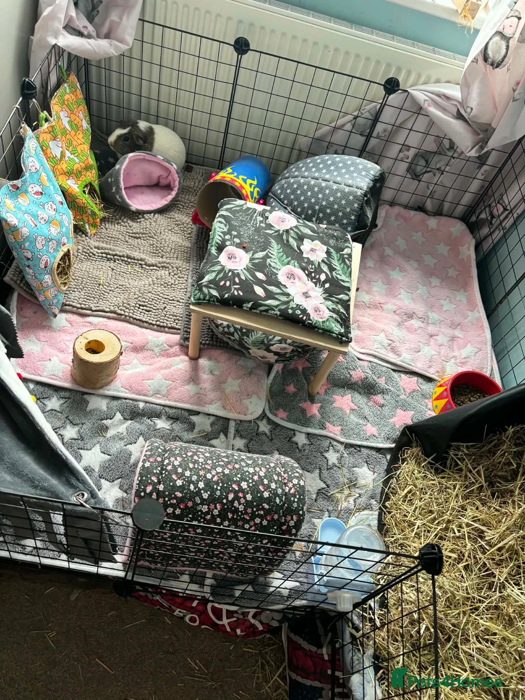 Guinea Pig rodents for sale: Boy guinea pig  in Newbury - Advert 2