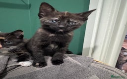 Mixed Breed cats for sale: Sweet kittens 😻 - Image 3