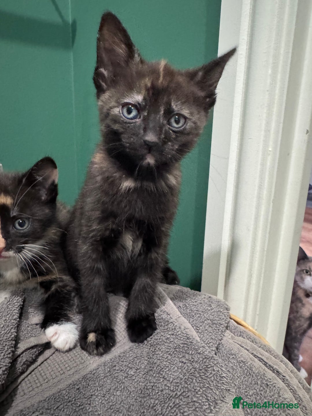 Mixed Breed cats for sale: Sweet kittens 😻 - Image 3