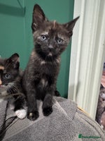 Mixed Breed cats - Advert 4