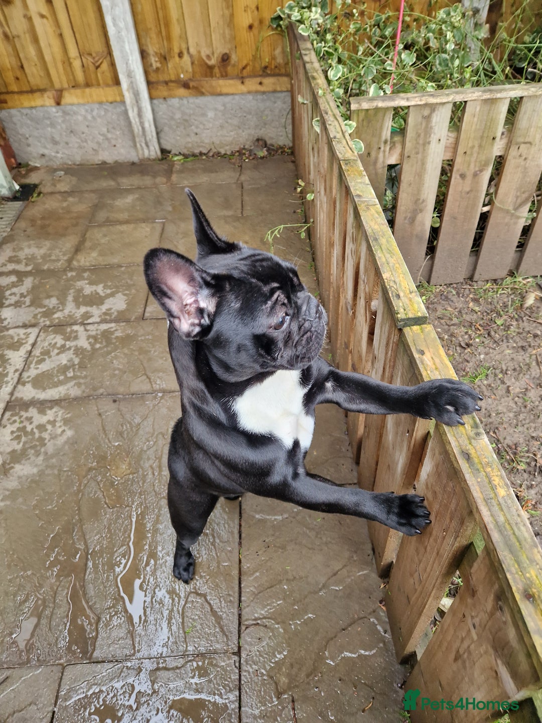 French Bulldog dogs for sale: Beautiful French Bulldog,Looking for a Loving Home - Advert 5