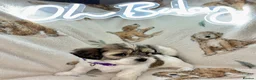 Mixed Breed dogs for sale: La chon  - Advert 11