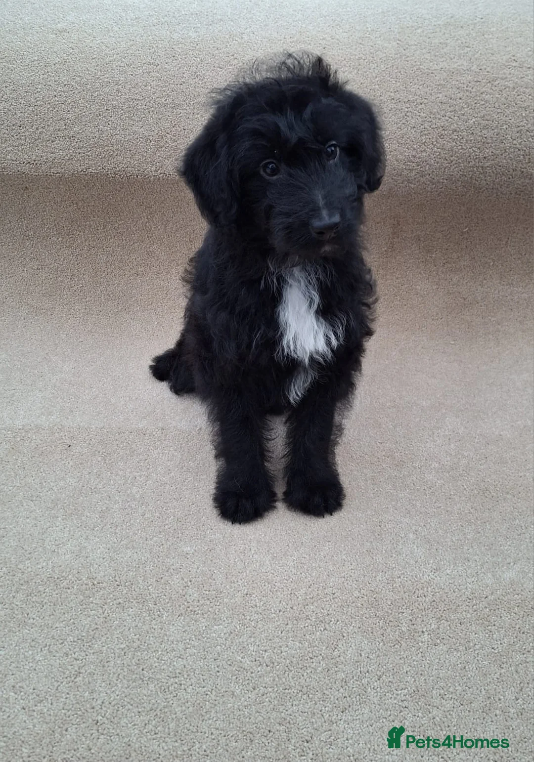 Bordoodle dogs for sale: Bordoodle puppy - Advert 6