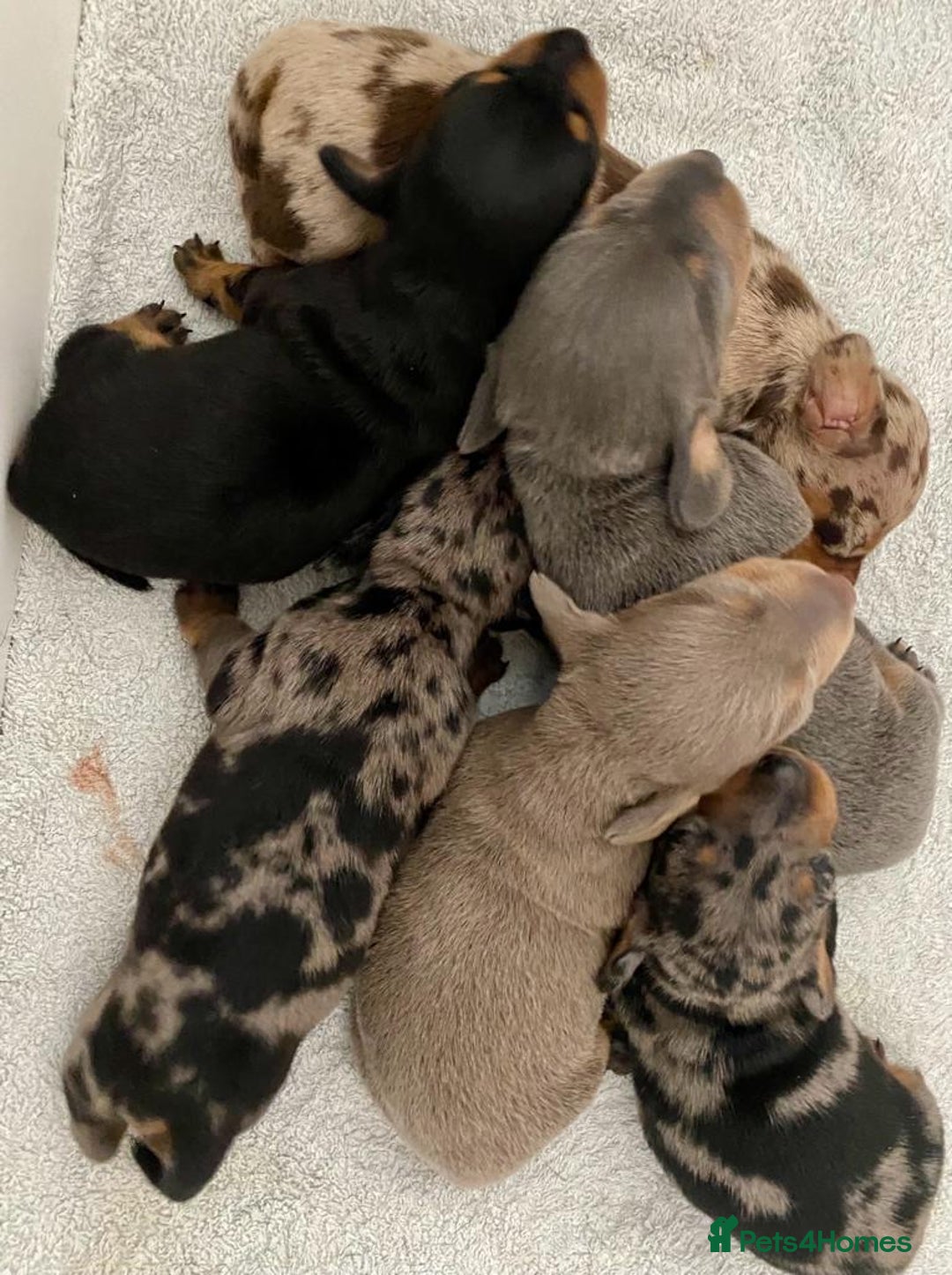 Miniature Dachshund dogs for stud: KC miniature chocolate dapple stud Proven in Wolverhampton - Image 4