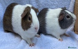 Guinea Pig rodents for sale: Guinea Pigs Bonded Pair ready now  - Image 3