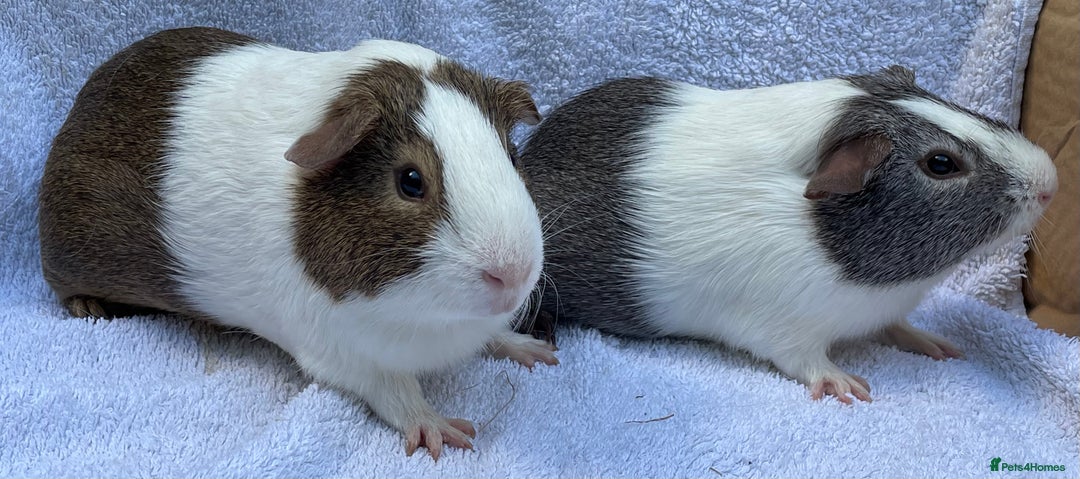 Guinea Pig rodents for sale: Guinea Pigs Bonded Pair ready now  - Image 3