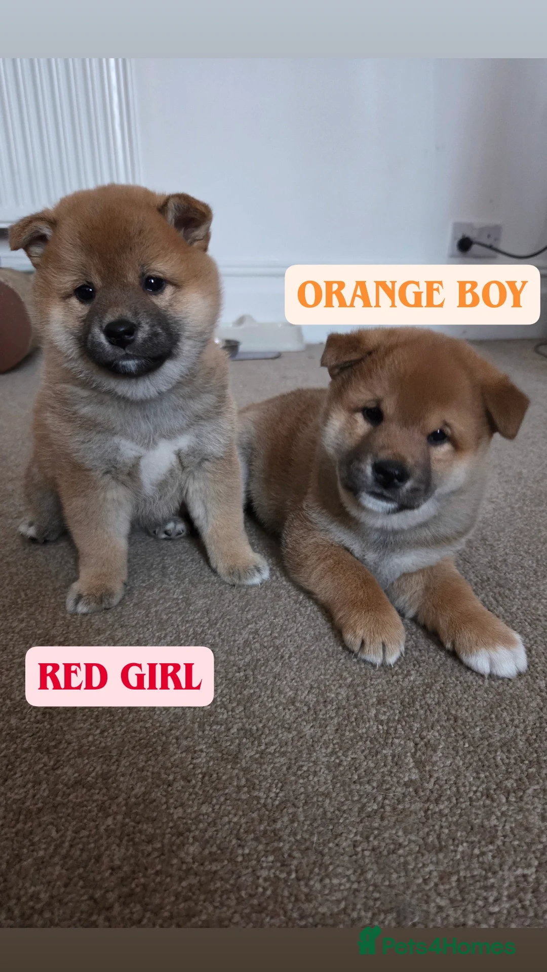 Japanese Shiba Inu dogs Shiba Inu – 5 Puppies  - Advert 1