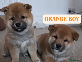 Japanese Shiba Inu dogs Shiba Inu – 5 Puppies - Advert 7