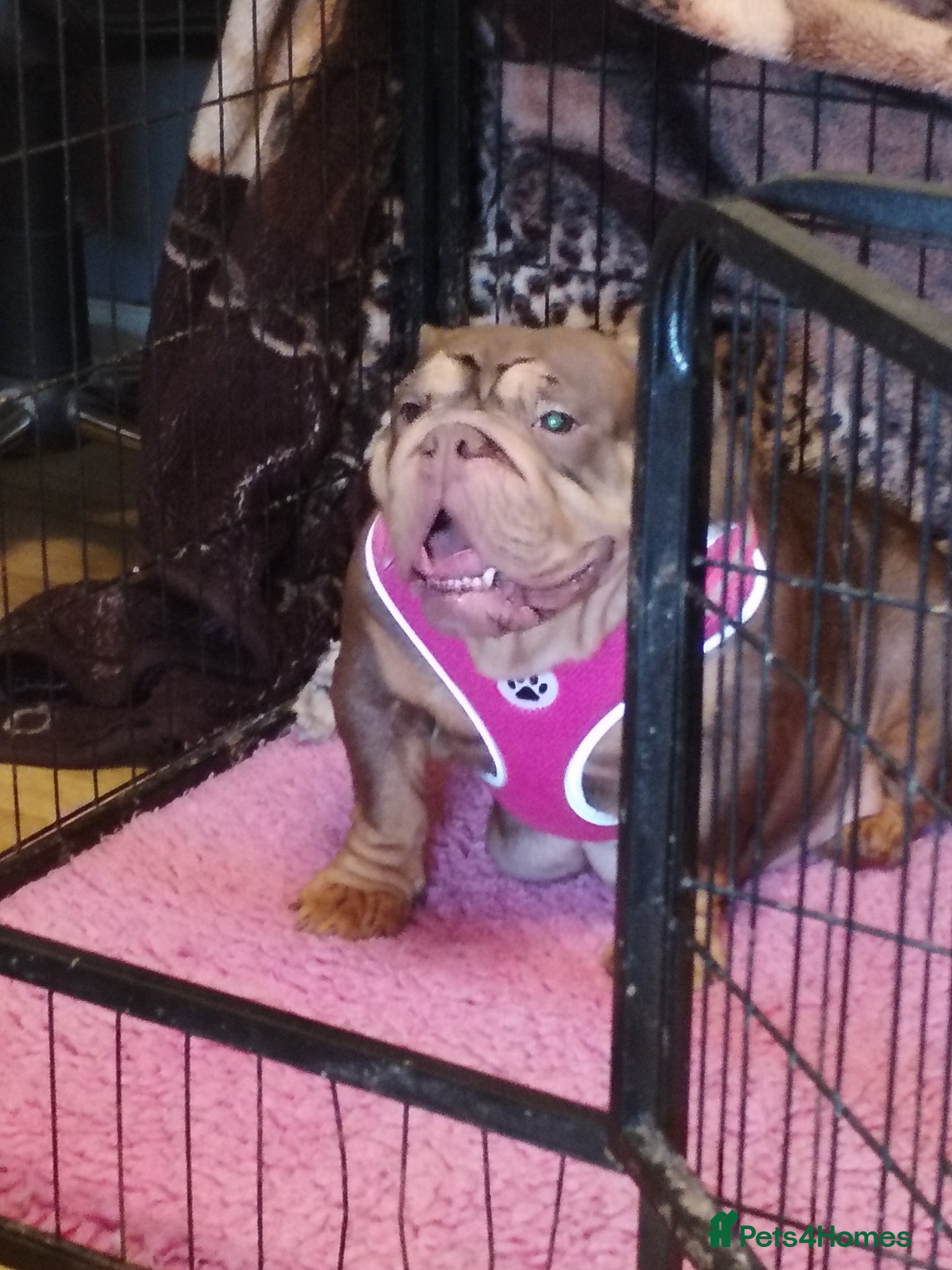 English Bulldog dogs Kc registered bulldogs  - Advert 1