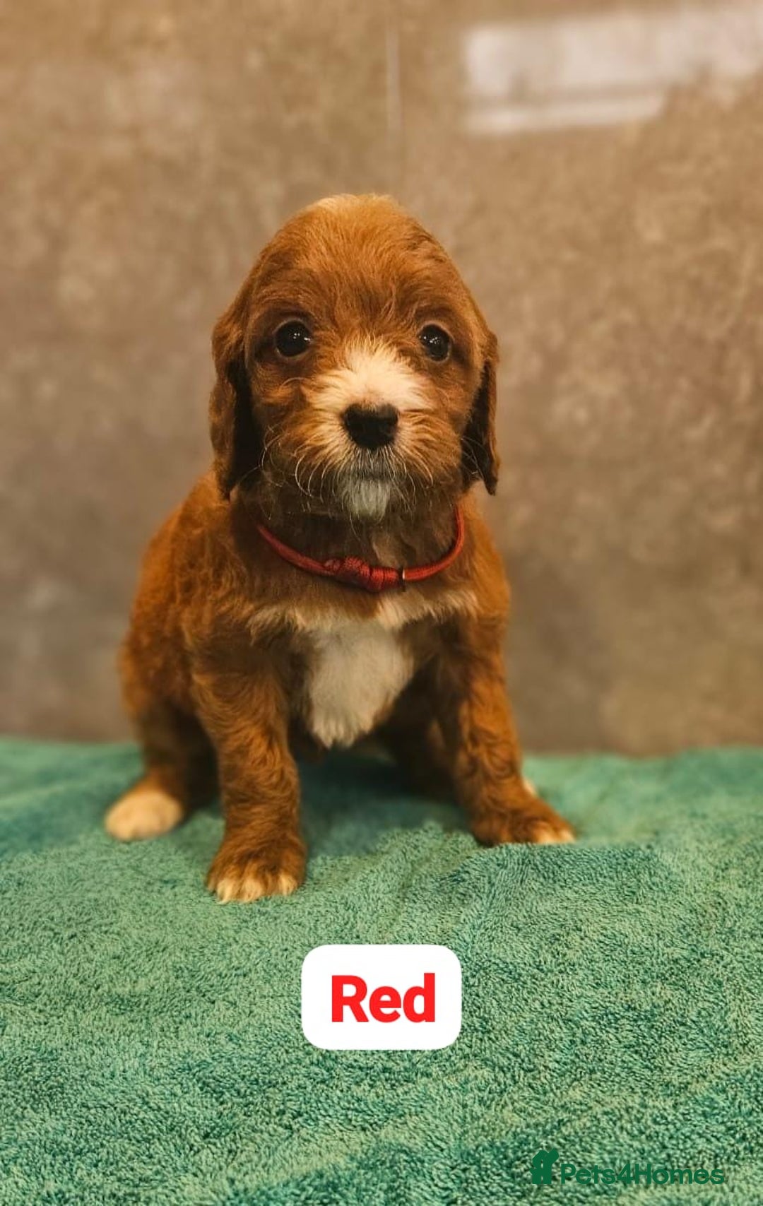 Irish Doodle dogs for sale: Irish red and white doodle puppies  - Image 6