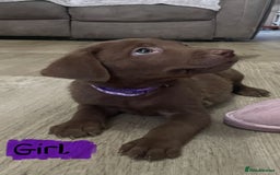 Mixed Breed dogs for sale: Chessadore Puppy’s  - Advert 12