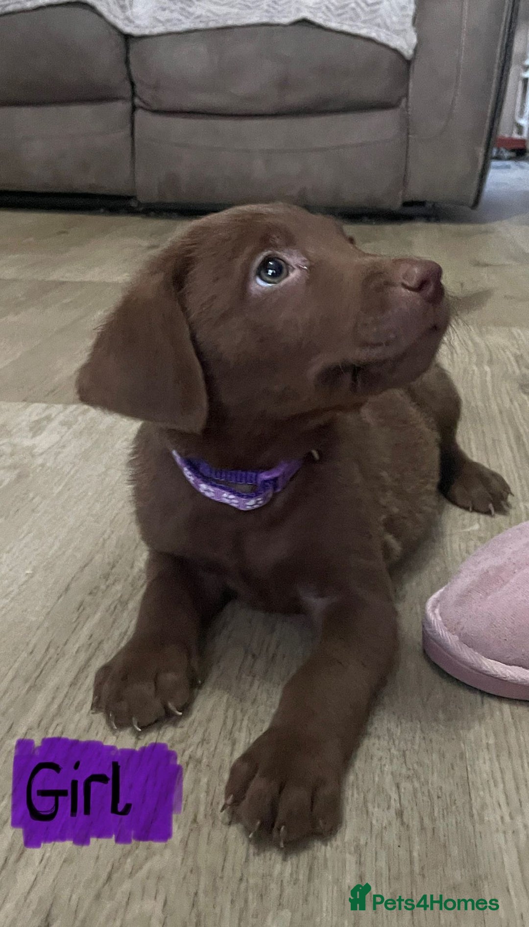 Mixed Breed dogs for sale: Chessadore Puppy’s  - Advert 12