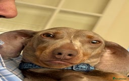 Dachshund dogs for sale: Beautiful isabella blue grey dachshund for sale 2y - Image 1