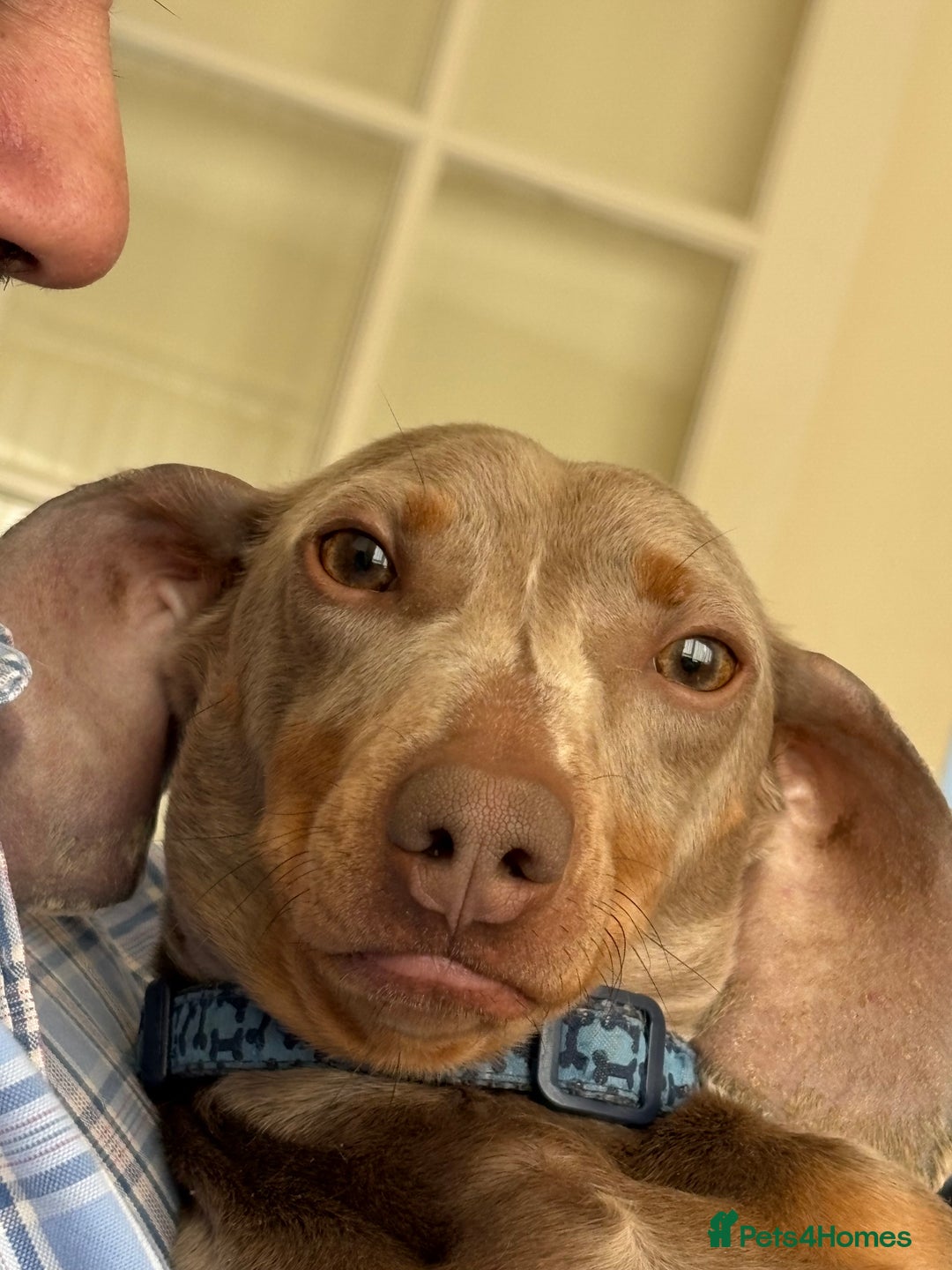 Dachshund dogs for sale: Beautiful isabella blue grey dachshund for sale 2y - Image 1