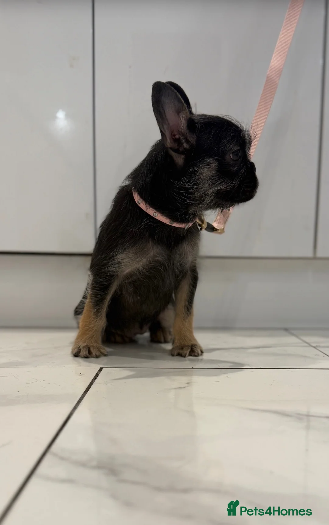French Bulldog dogs for sale: Black & Tan girl-ready to leave double vaccinated - Advert 5
