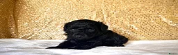 Miniature Poodle dogs for sale: 🌟Stunning Mini Poodles🌟CHAMPION LINES, DNA CLEAR - Advert 5