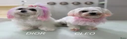 Maltese dogs for sale: KC KOREAN RARE CHAMPION MALTESE PUPS*WAITING LIST* - Advert 8