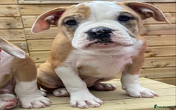 Alapaha Blue Blood Bulldog dogs for sale: Beautiful Alapaha blue bulldogs  - Image 13