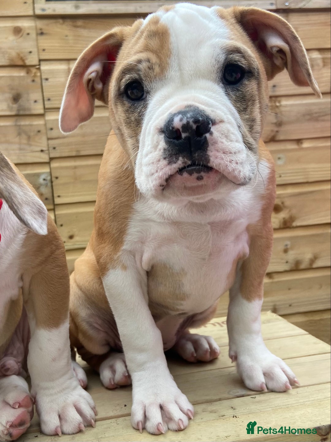 Alapaha Blue Blood Bulldog dogs for sale: Beautiful Alapaha blue bulldogs  - Image 13