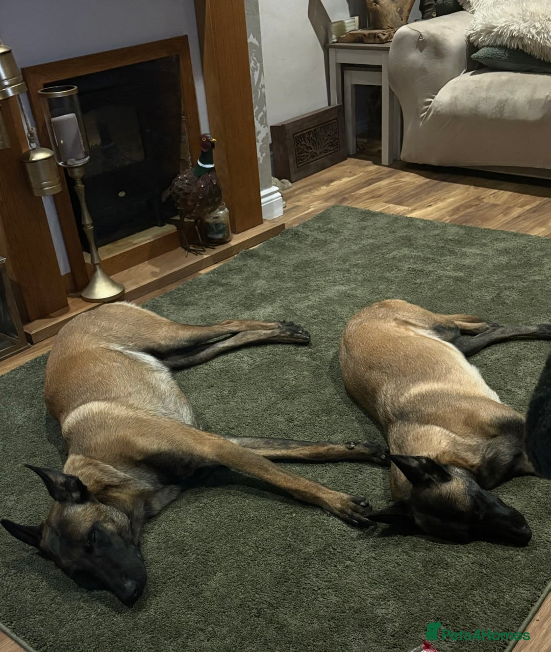 Belgian Shepherd Dog dogs for sale: Belgian Malinois Puppies - Advert 4