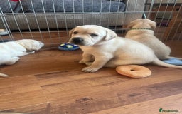 Labrador Retriever dogs for sale: Top Pedigree Labrador retriever puppies - Image 11