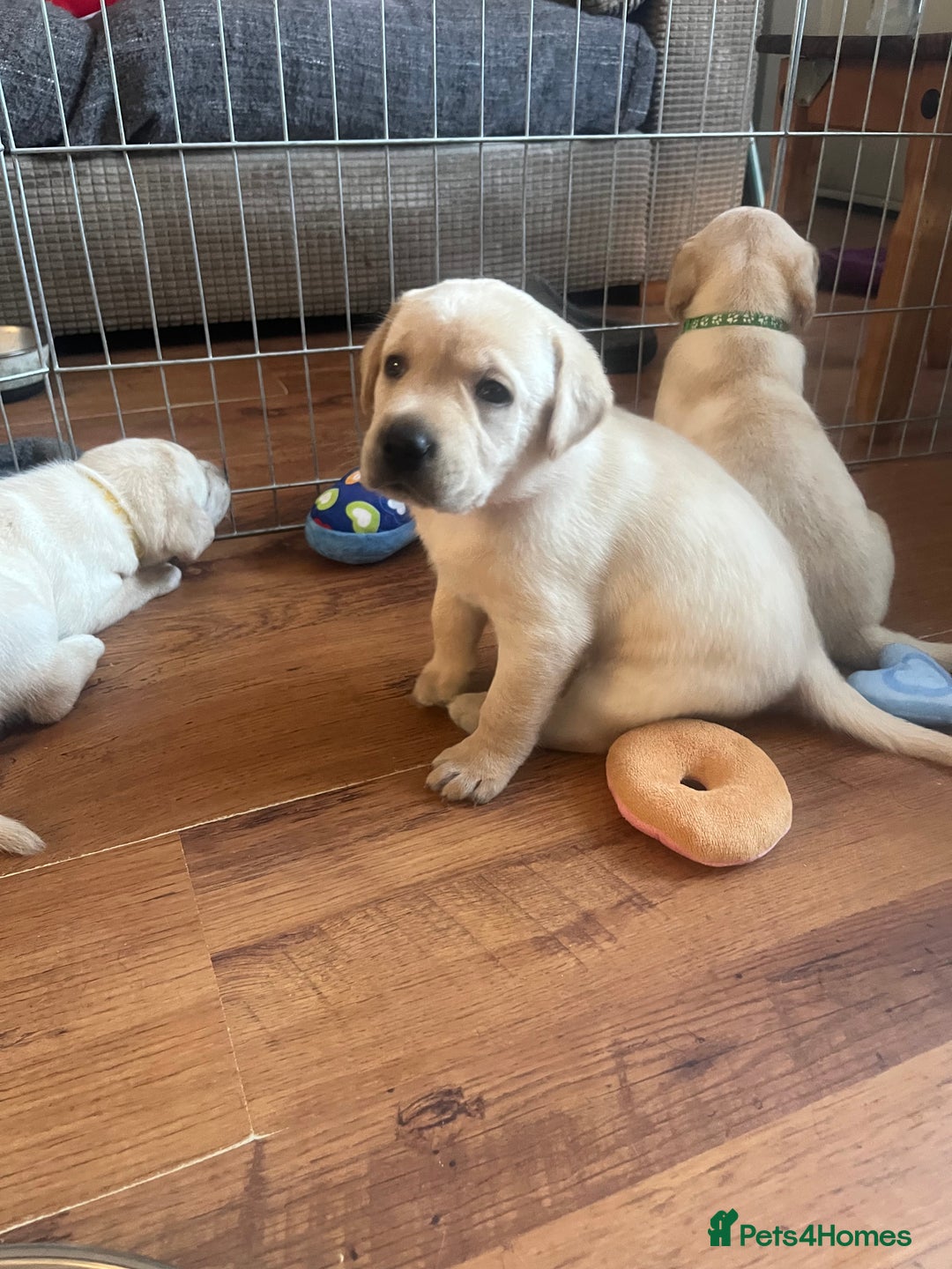 Labrador Retriever dogs for sale: Top Pedigree Labrador retriever puppies - Image 11