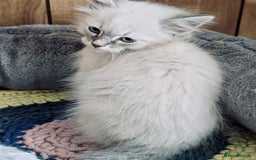 Neva Masquerade cats for sale: Adorable Siberian Neva Masquerade Kittens for Sale - Image 5