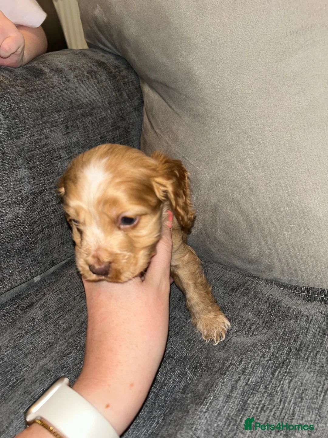 Mixed Breed dogs for sale: Cocker spaniel - Advert 6