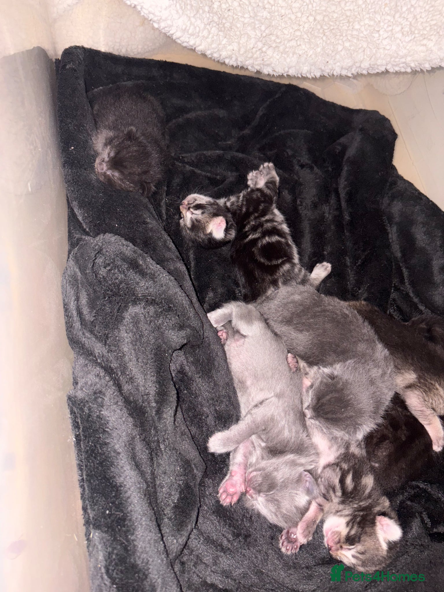 Mixed Breed cats Kittens for sale - Advert 2