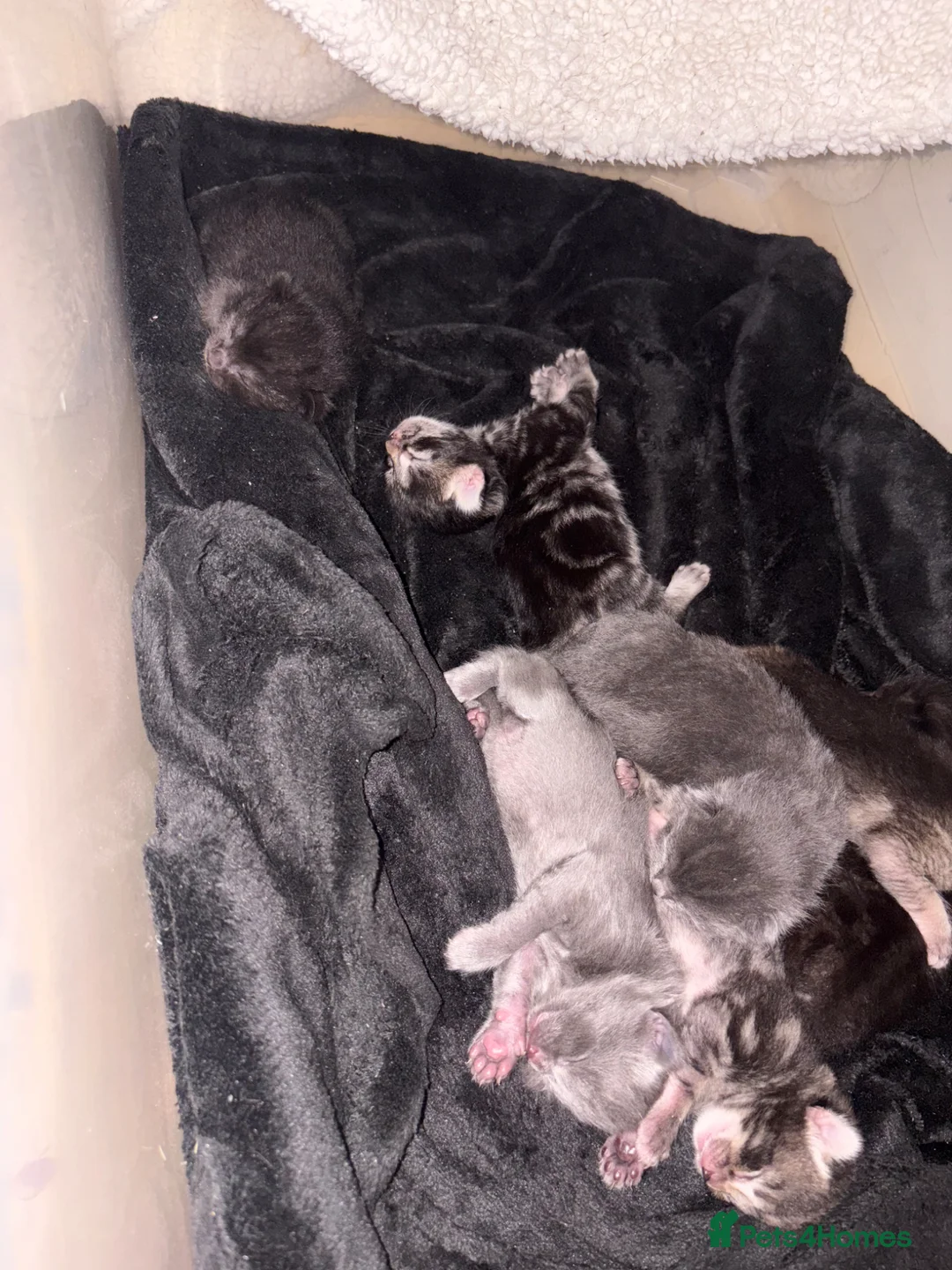 Mixed Breed cats for sale: Kittens for sale - Advert 2