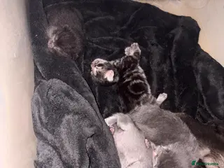 Mixed Breed cats Kittens for sale - Advert 2