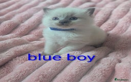 Ragdoll cats for sale: 5 beautiful kittens Ragdoll X Turkish  - Image 11