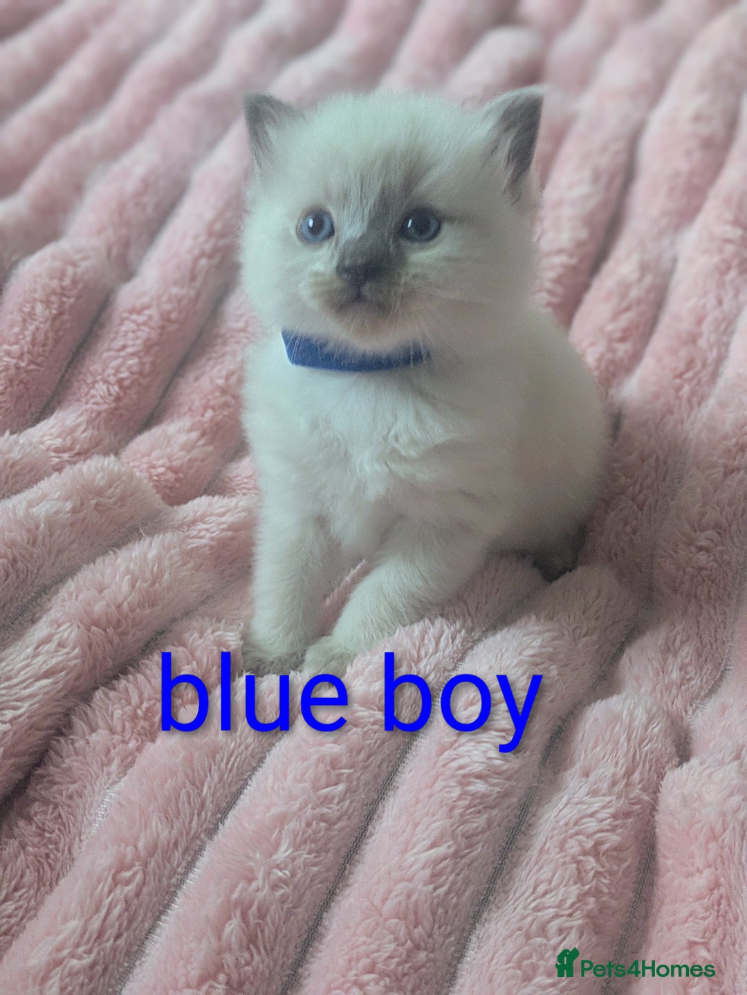 Ragdoll cats for sale: 5 beautiful kittens Ragdoll X Turkish  - Image 11