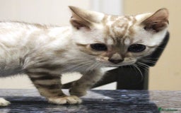 Bengal cats for sale: CUTE SNOW LYNX (BLUE-EYED) MALE BENGAL KITTEN - Image 6