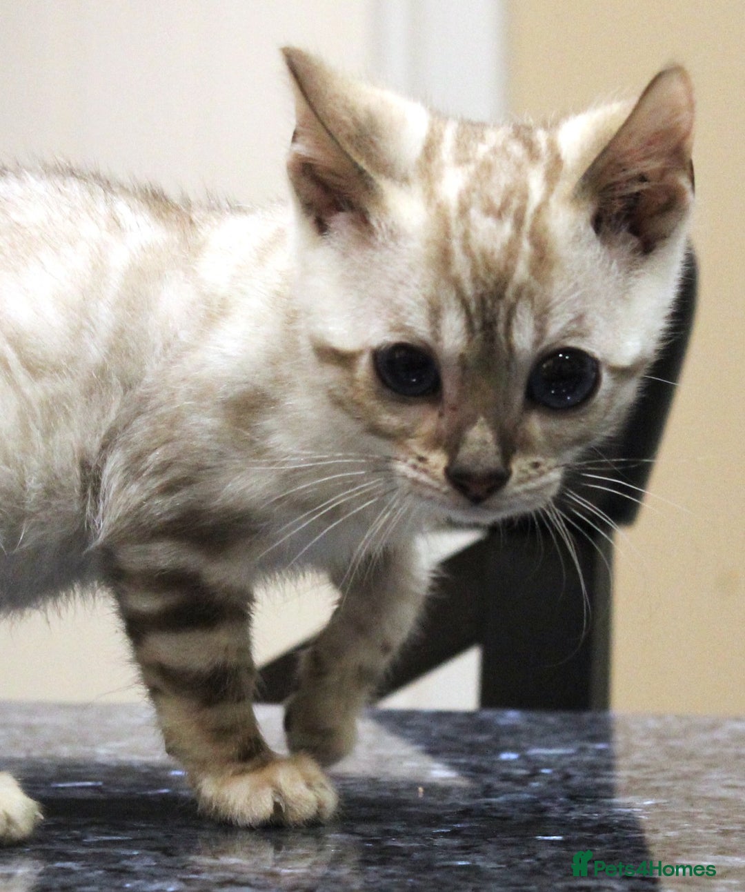 Bengal cats for sale: CUTE SNOW LYNX (BLUE-EYED) MALE BENGAL KITTEN - Image 6