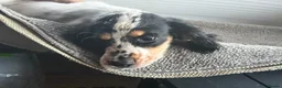 Cocker Spaniel dogs for sale: Kc registered  - Advert 7