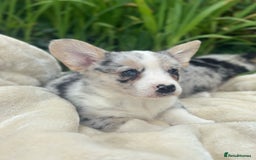 Welsh Corgi Cardigan dogs for sale: ⭐️Beautiful Cardiganshire Corgi Pups⭐️*1 LEFT* - Image 20