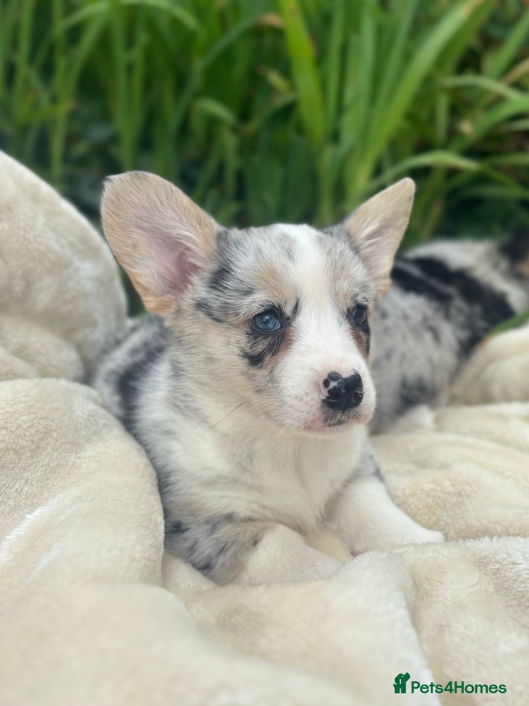 Welsh Corgi Cardigan dogs for sale: ⭐️Beautiful Cardiganshire Corgi Pups⭐️*1 LEFT* - Image 20