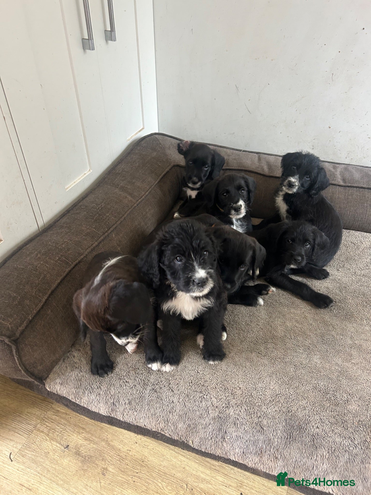 Mixed Breed dogs BoxerDoodle puppies • READY NOW - Advert 1