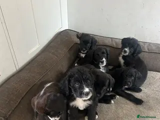Mixed Breed dogs BoxerDoodle puppies • READY NOW - Advert 1