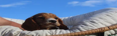 Cocker Spaniel 3