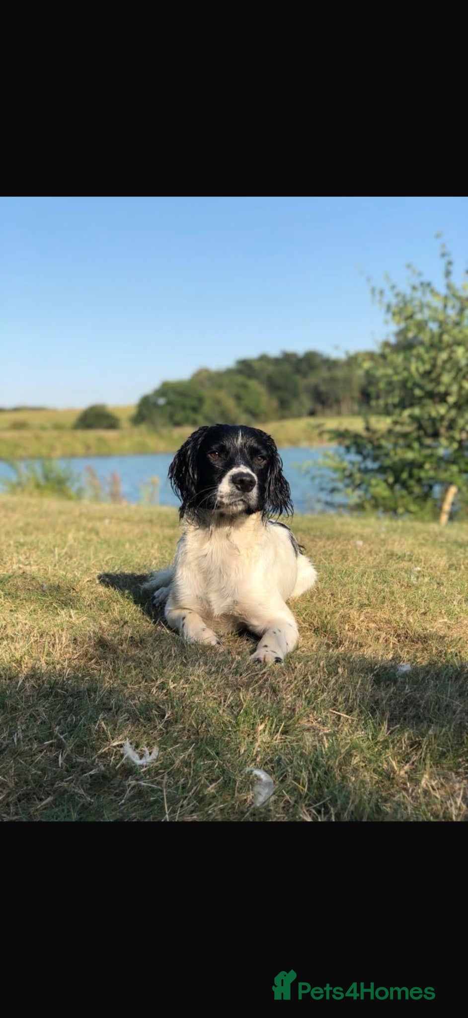 English Springer Spaniel dogs KC REG ESS WORKING/PET PUPS 🐶❤️ - Advert 2