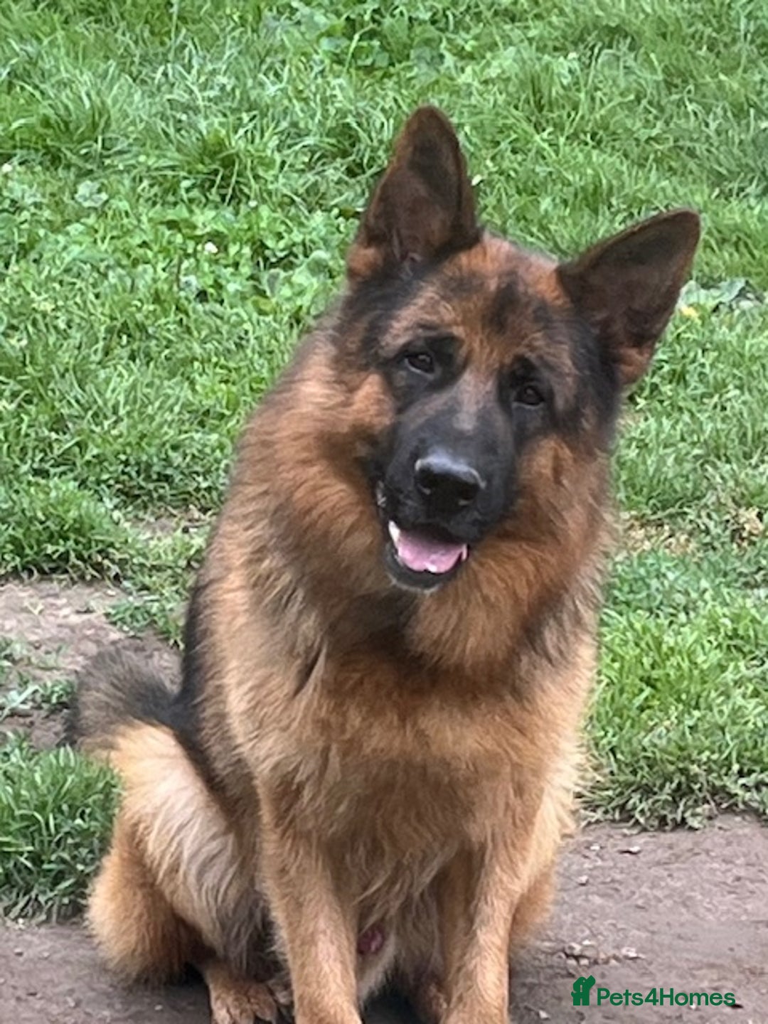 German Shepherd dogs for sale: KC German Shepherd puppies - Image 7