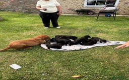 Labrador Retriever dogs for sale: KC Registered Black Labrador Pups 🐾 - Image 18