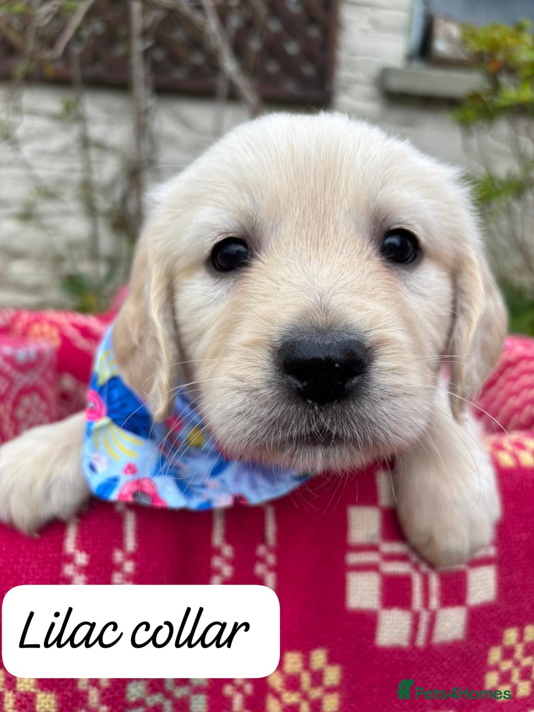 Golden Retriever dogs for sale: ❤️ Superb Litter of Golden Retriever Puppies ❤️ - Image 14